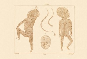 Poils du corps - French School